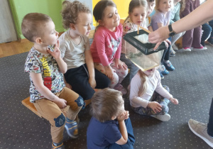 Tuptusie oglądają żaby.