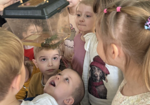 Żaki i Juniorzy oglądają żaby.