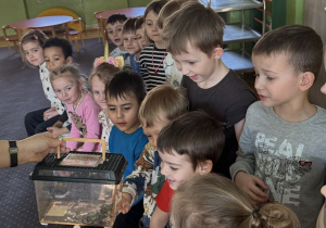 Żaki i Juniorzy oglądają żaby.