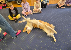 Pies leży na dywanie.