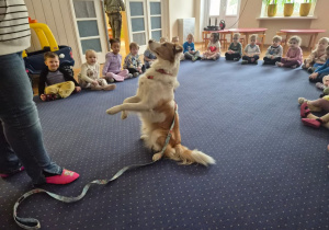 Pies stoi na dwóch łapach.