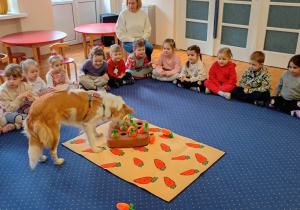 Pies szuka przysmaków pod pluszowymi marchewkami.