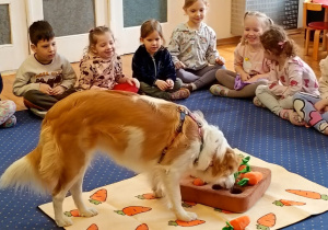 Pies szuka przysmaków pod pluszowymi marchewkami.