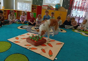 Pies szuka przysmaków pod pluszowymi marchewkami.