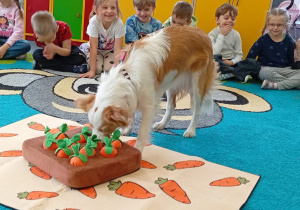 Pies szuka przysmaków pod pluszowymi marchewkami.