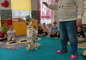 Pies stoi na dwóch łapach.