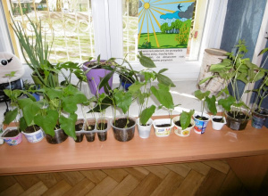 "Ogródek w Juniorach - cz. 2"