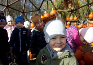 Tuptusie oglądają dynie poukładane na drewnianych skrzyniach