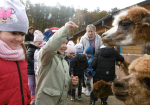 Smyki oglądają zwierzątka w Dobroniance