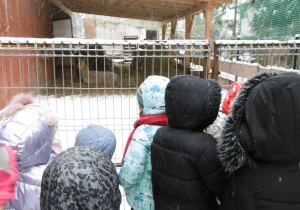 Juniorzy i Żaczki oglądają zwierzęta