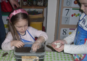 dziewczynka wsadza w ziemię fasolki